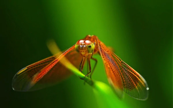 Animal dragonfly HD Desktop Wallpaper | Background Image
