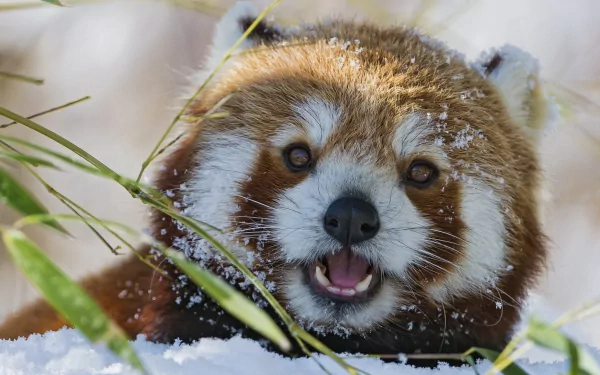 A close-up of a red panda nestled in snow, surrounded by bamboo. This captivating HD image makes a charming desktop wallpaper and background.