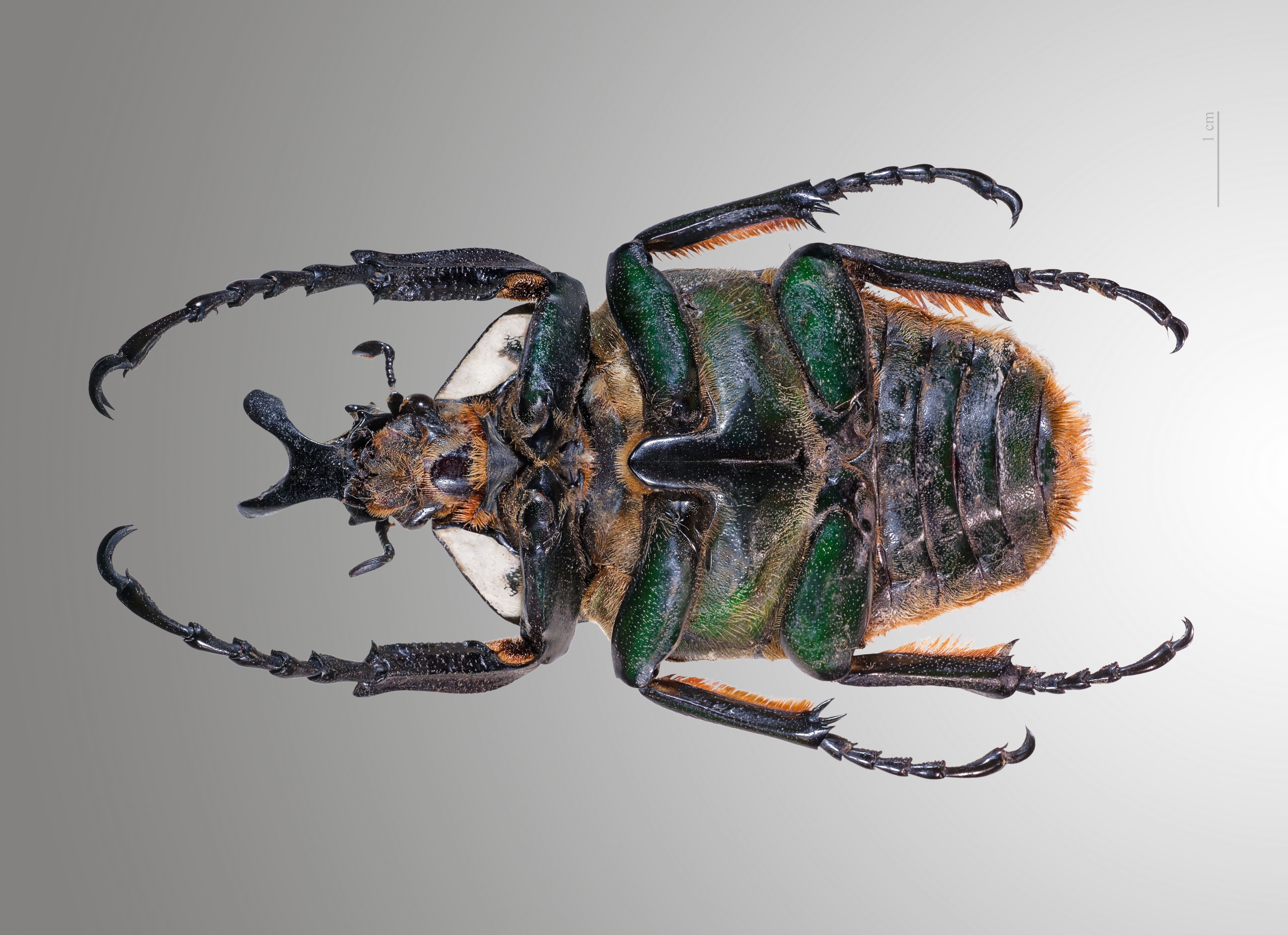 Insect 5k Retina Ultra HD Wallpaper | Background Image | 5449x3954 | ID