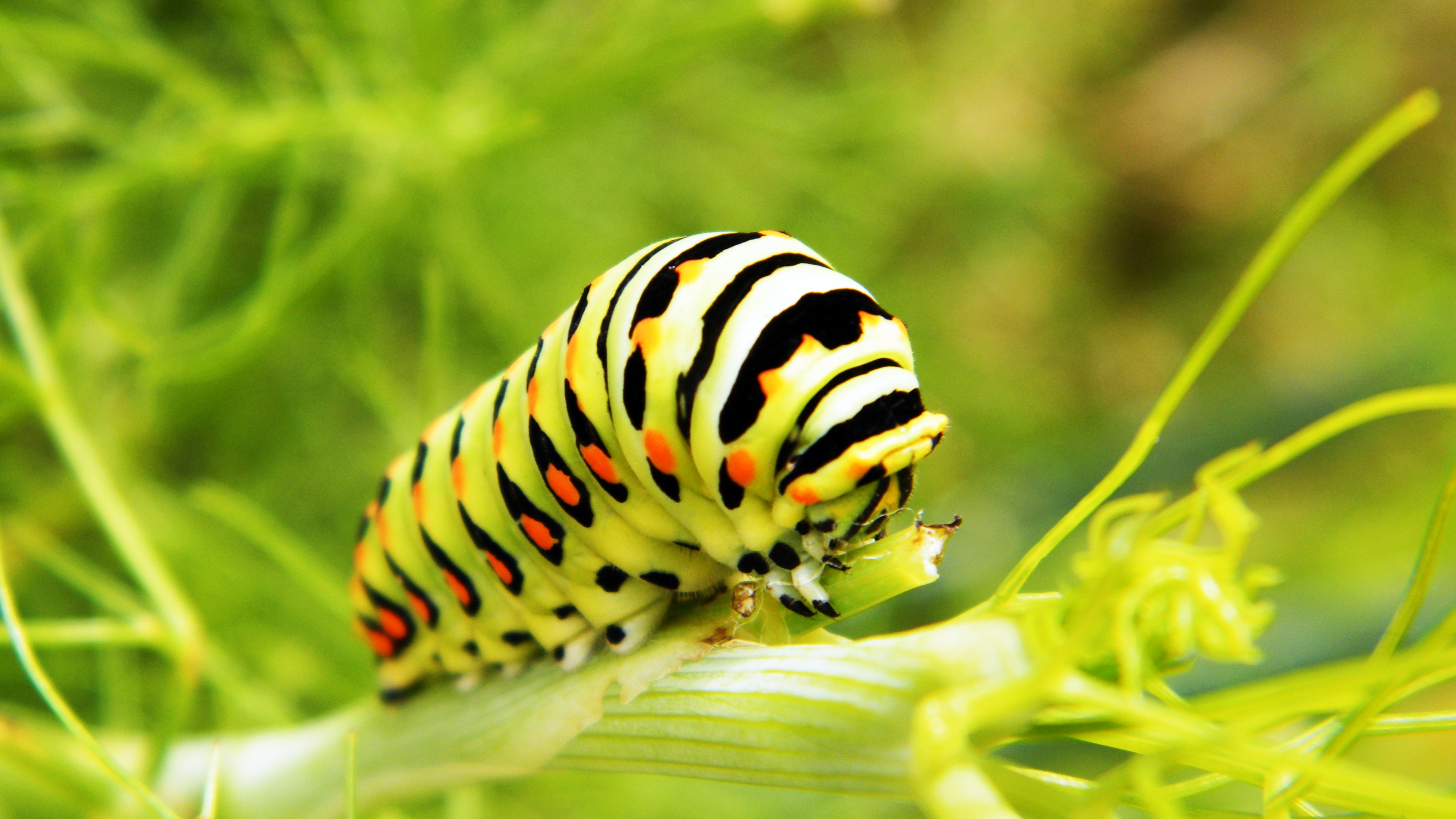 Caterpillar Full HD Wallpaper and Background | 3648x2052 | ID:403474