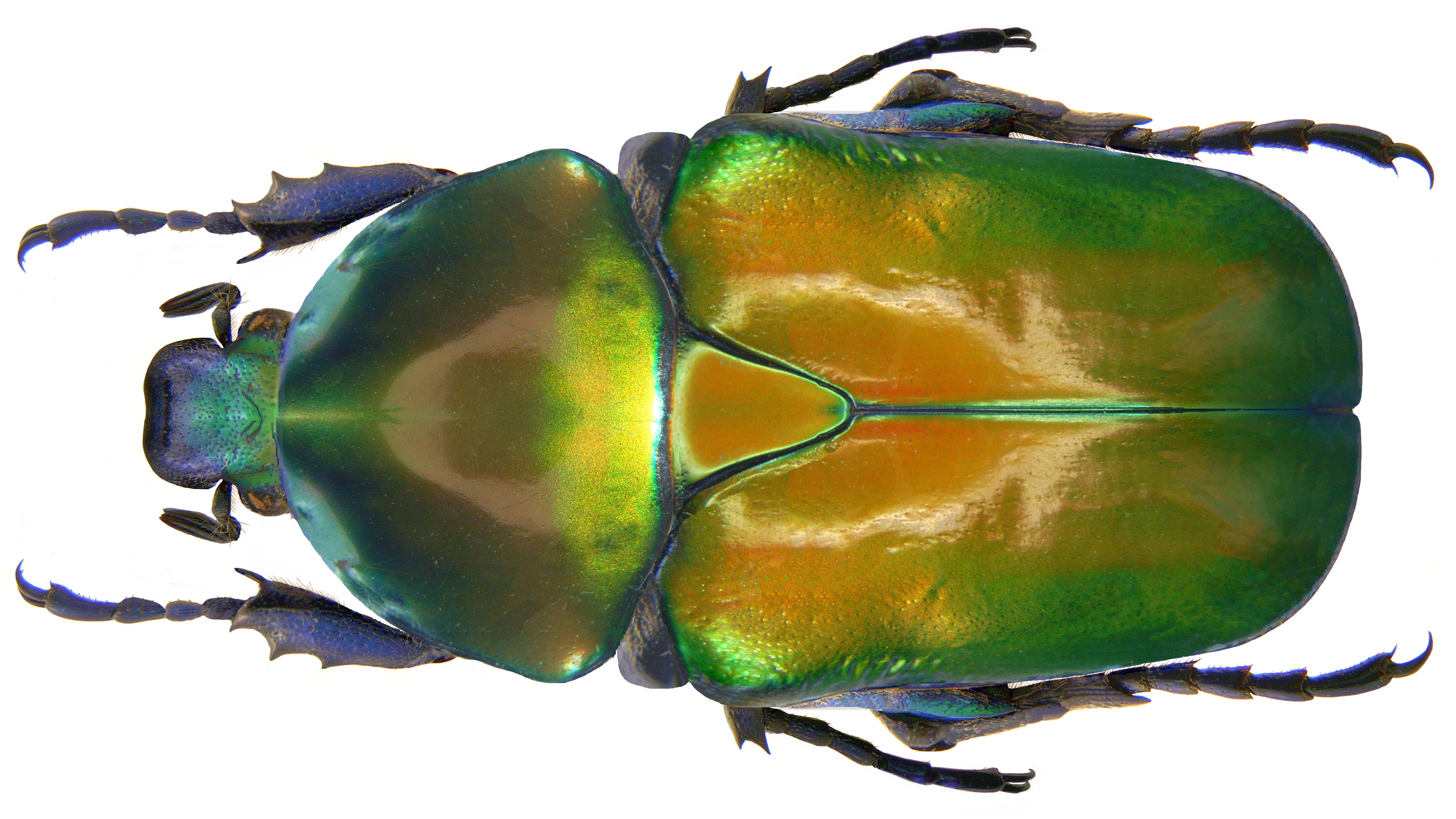 Download Animal Insect 4k Ultra HD Wallpaper