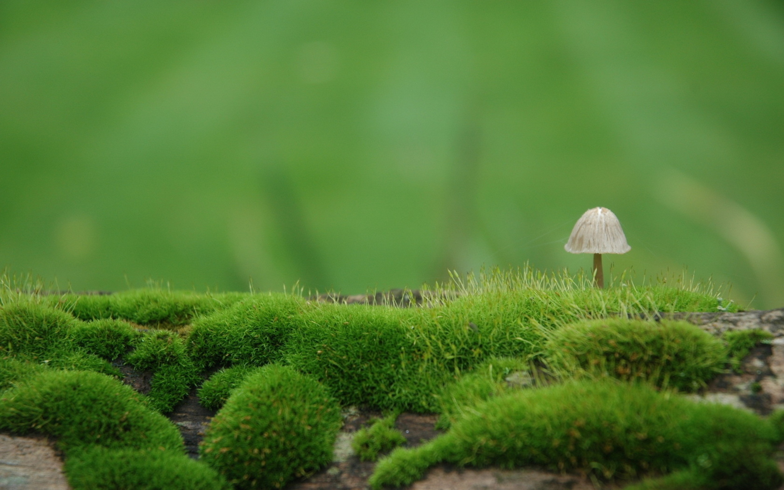 Mushroom Hd Wallpaper Background Image 2560x1600