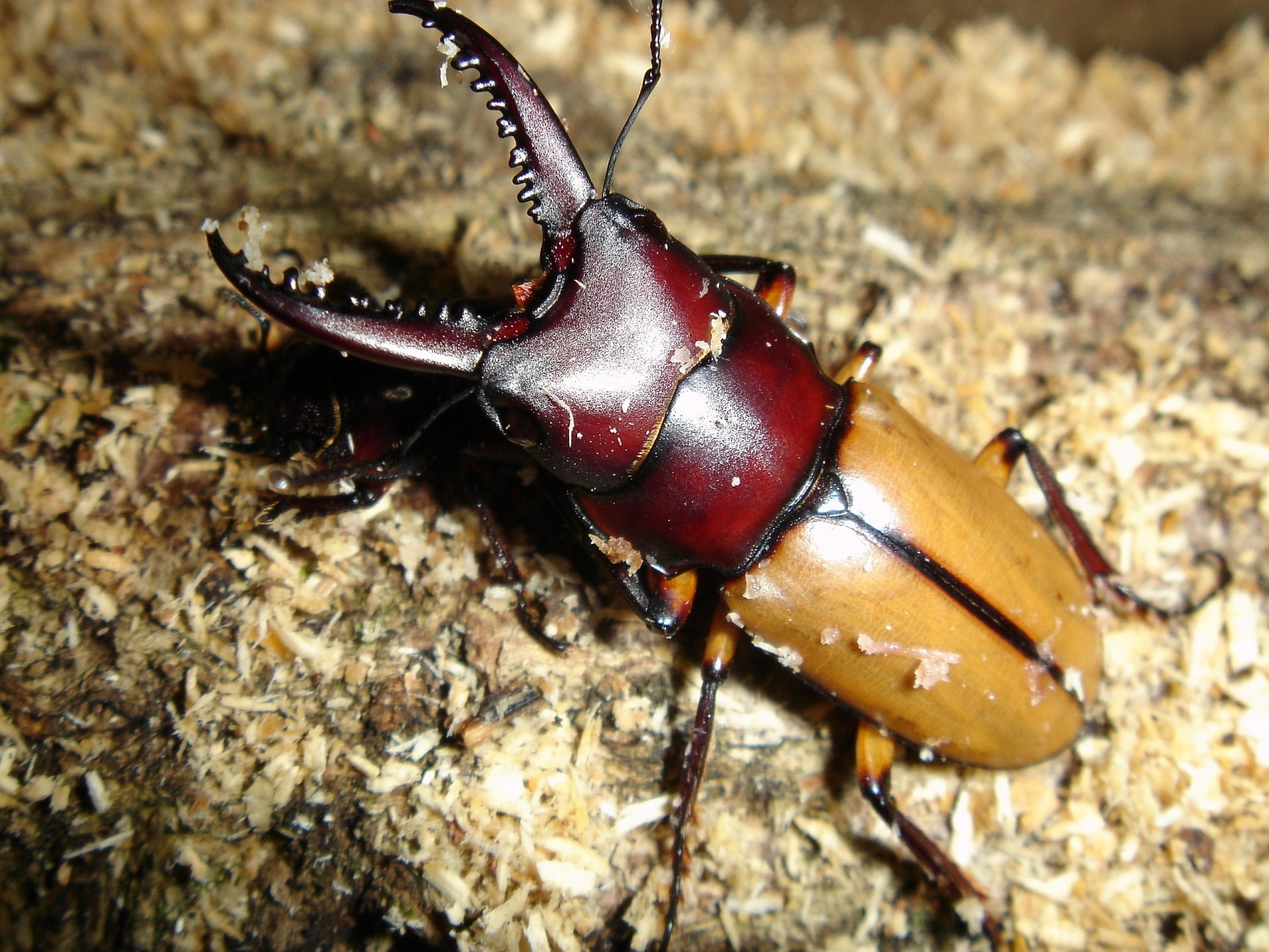 Download Insect Animal Stag Beetle HD Wallpaper