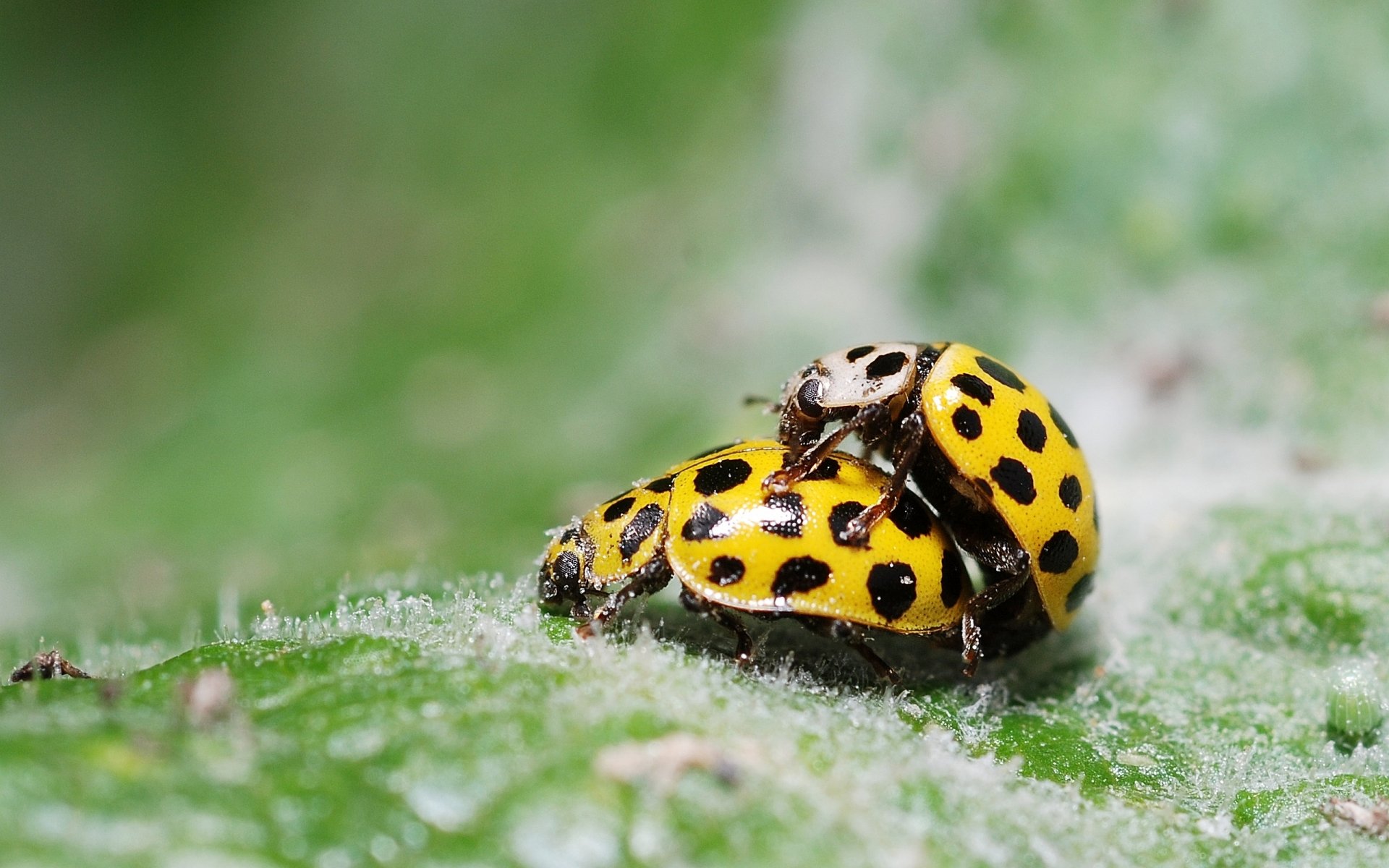 Download Insect Animal Ladybug HD Wallpaper