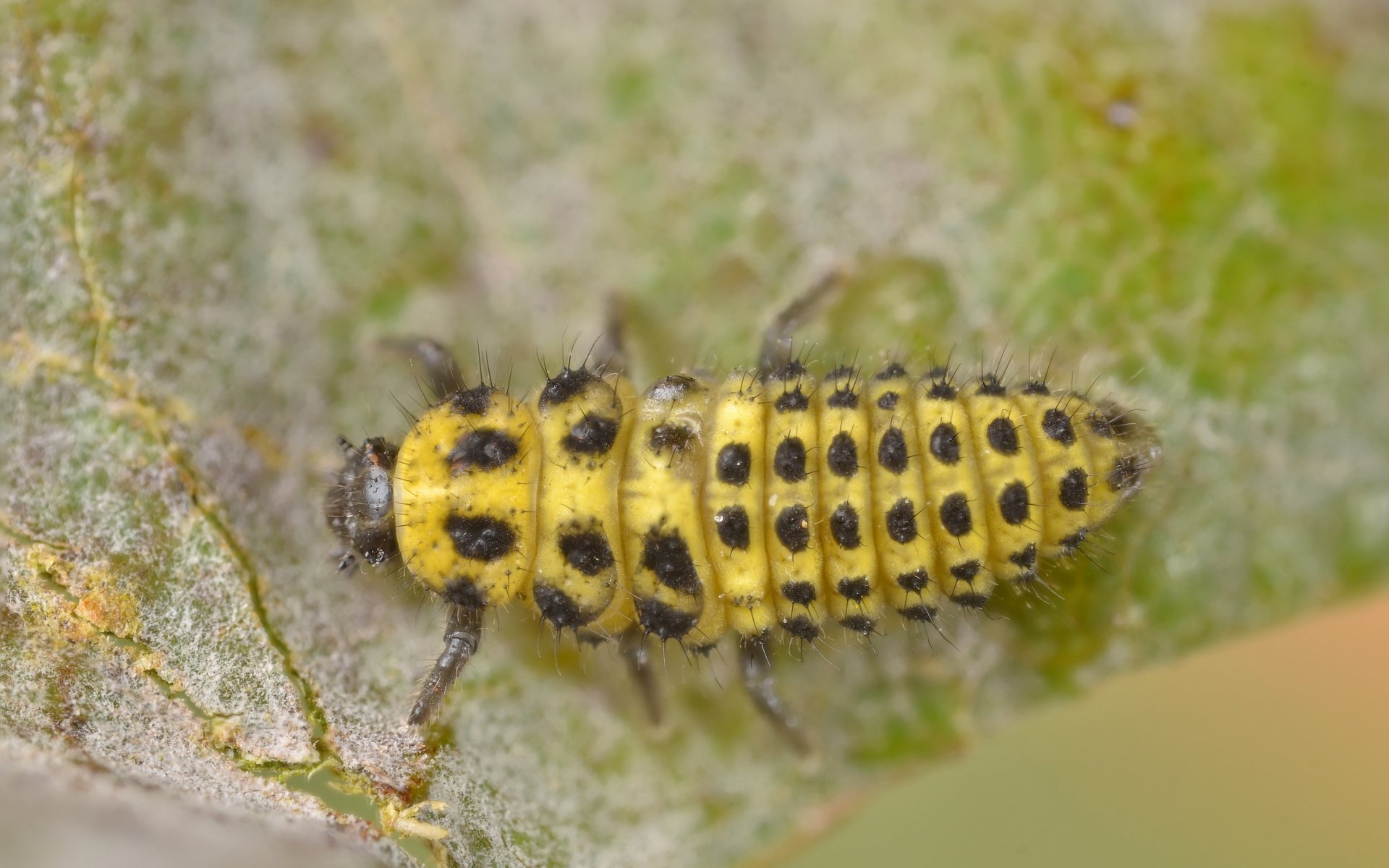 Download Animal Caterpillar 4k Ultra HD Wallpaper