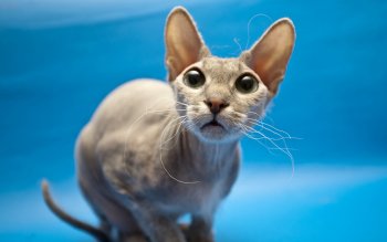 12 Sphynx Cat HD Wallpapers | Background Images - Wallpaper Abyss