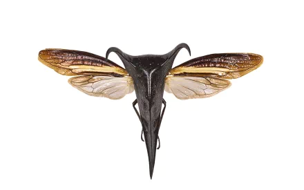 Animal insect HD Desktop Wallpaper | Background Image