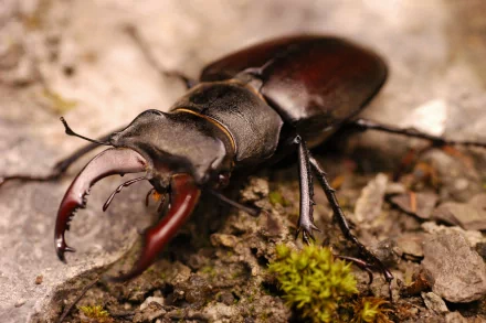 Animal stag beetle HD Desktop Wallpaper | Background Image