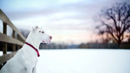 A white American Pit Bull Terrier sits gracefully in a snowy landscape, gazing into the distance at a serene sunset, showcasing the beauty of this loyal breed.
