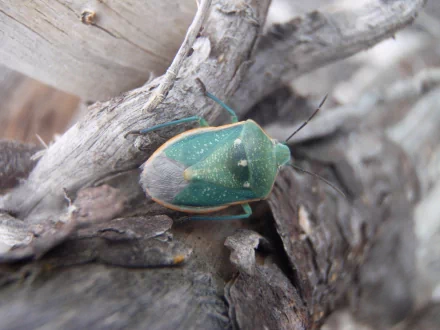 Animal stink bug HD Desktop Wallpaper | Background Image
