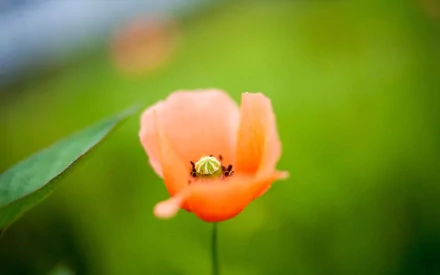 nature poppy HD Desktop Wallpaper | Background Image