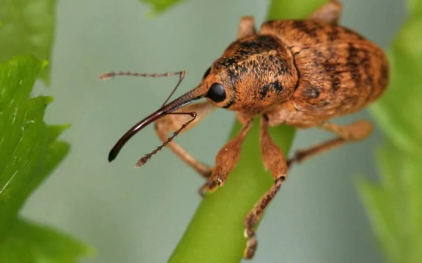  Nut Weevil