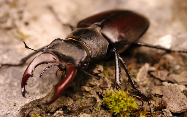 Animal stag beetle HD Desktop Wallpaper | Background Image