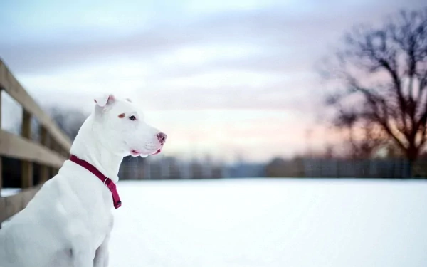 A white American Pit Bull Terrier sits gracefully in a snowy landscape, gazing into the distance at a serene sunset, showcasing the beauty of this loyal breed.