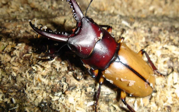 insect Animal stag beetle HD Desktop Wallpaper | Background Image