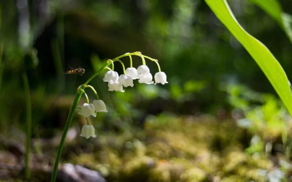HD PC desktop wallpaper featuring delicate lily of the valley flowers in a natural green setting, capturing the beauty of nature in bloom.