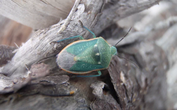Animal stink bug HD Desktop Wallpaper | Background Image