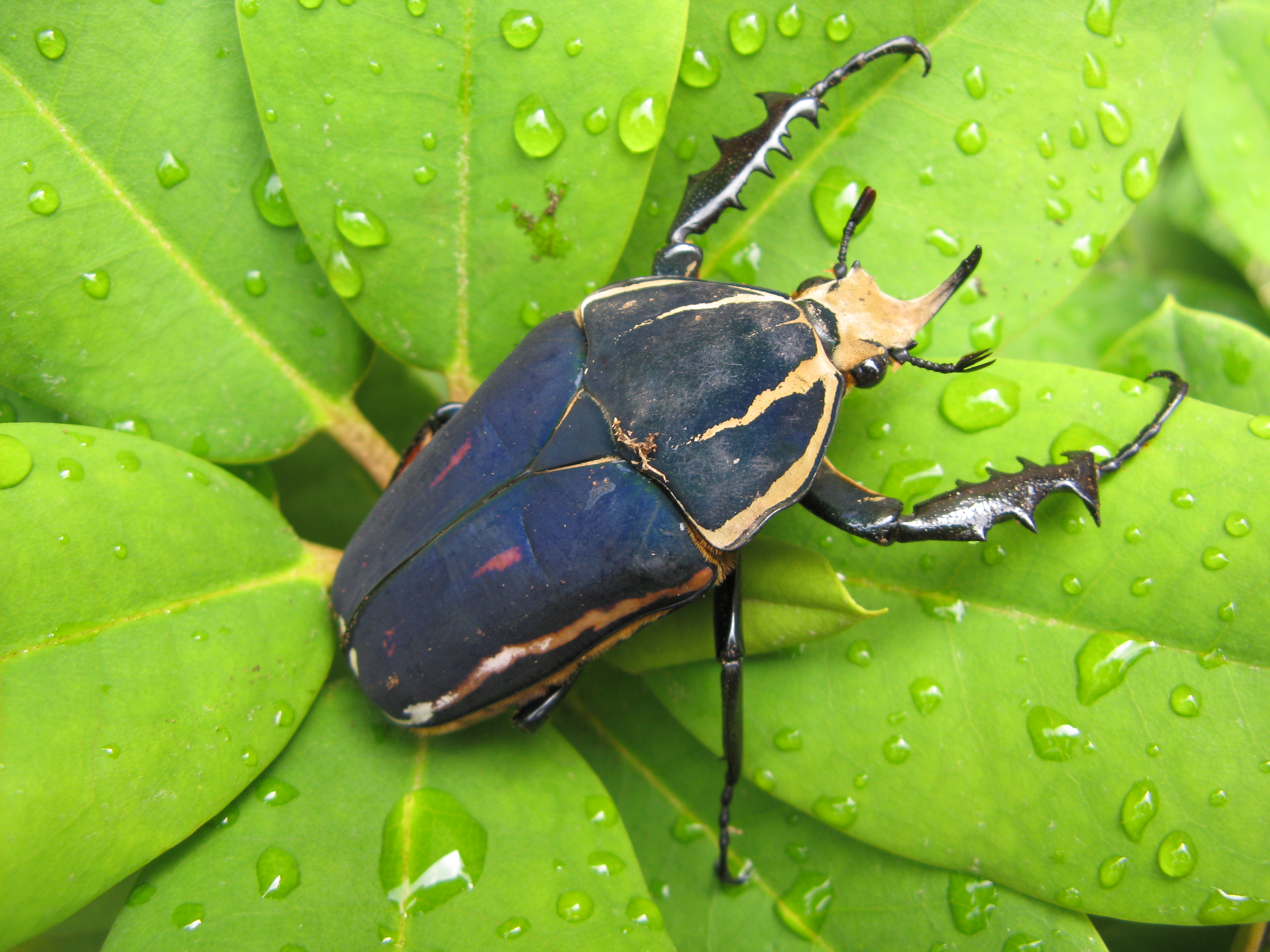 Insect. Насекомые. Насекомые по. Насекомые картинки. Жук «сумасшедшее насекомое».