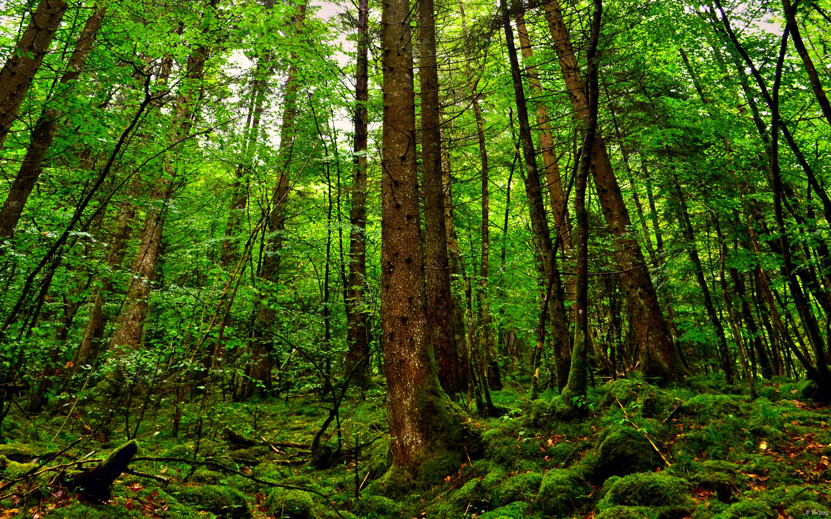 Forest HD Wallpaper | Background Image | 2880x1800 | ID:404603