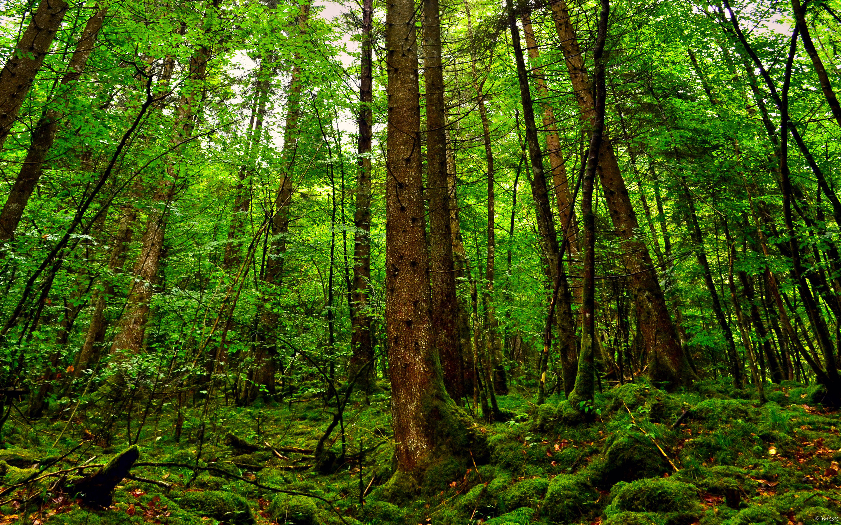 big forest scenery