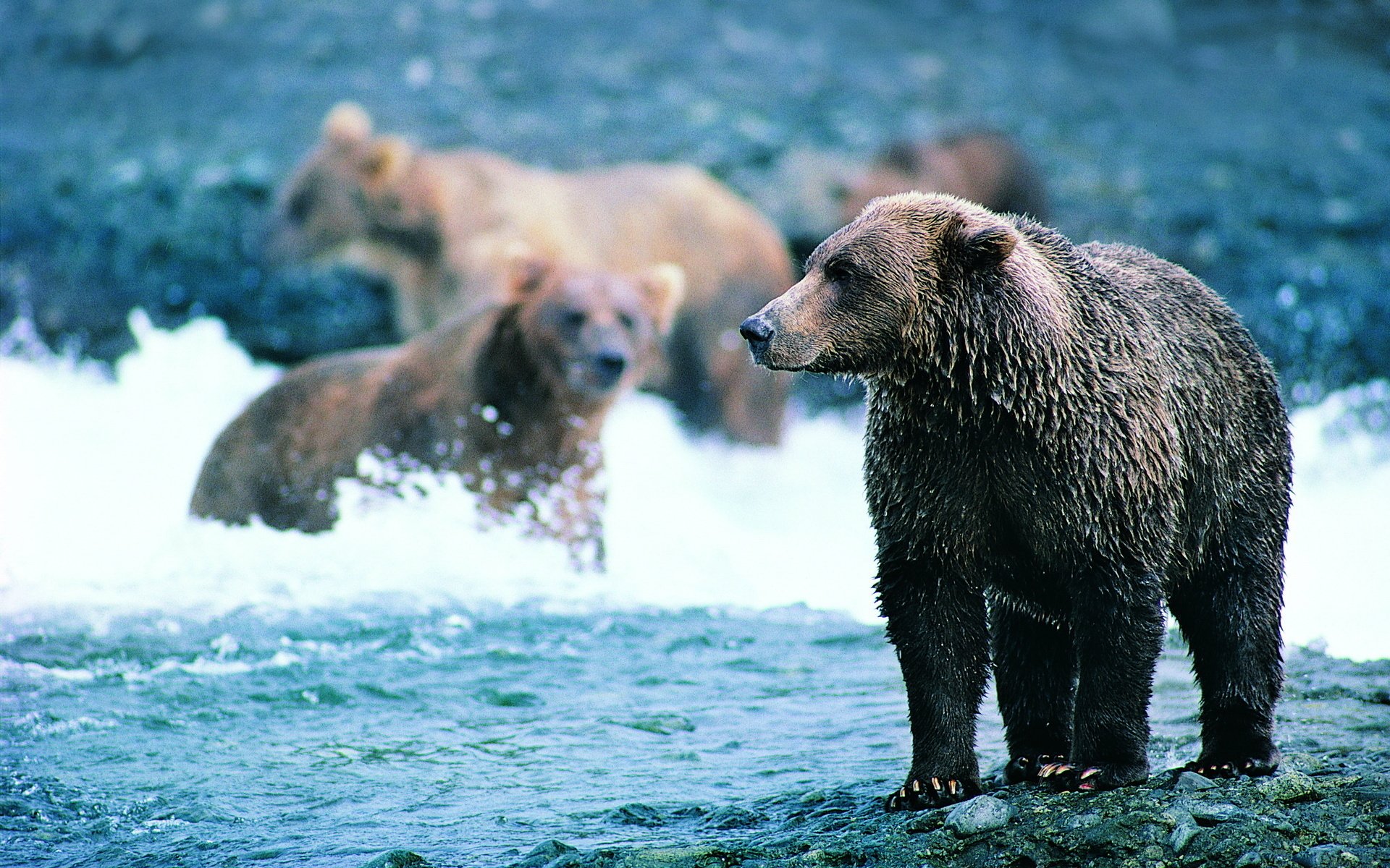 HD PC desktop wallpaper featuring a close-up of a brown bear standing in a river with two other bears splashing in the water in the background.