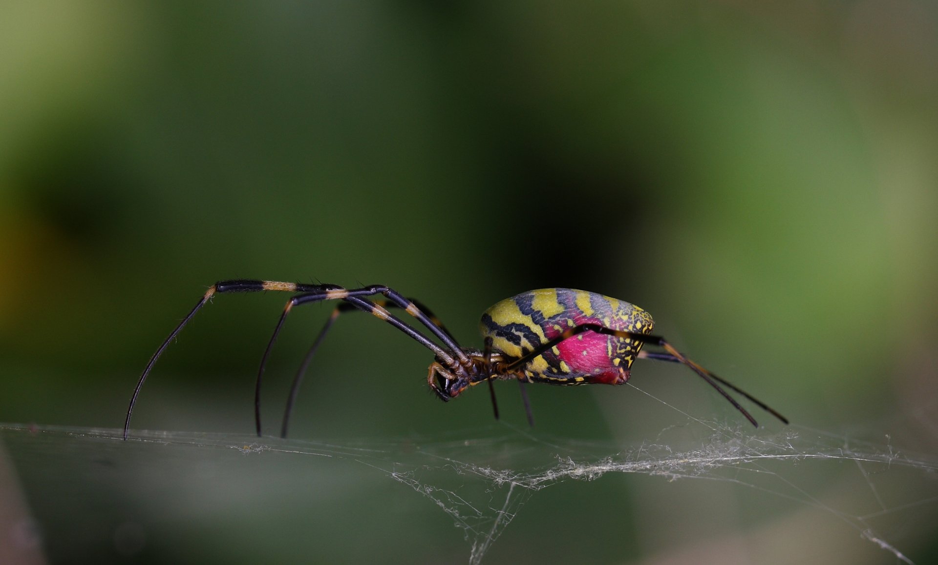 Download Animal Spider HD Wallpaper
