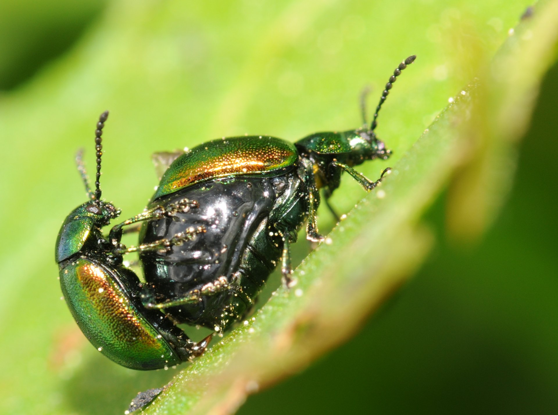 Download Animal Insect HD Wallpaper | 2506x1861 | Wallpaper Abyss