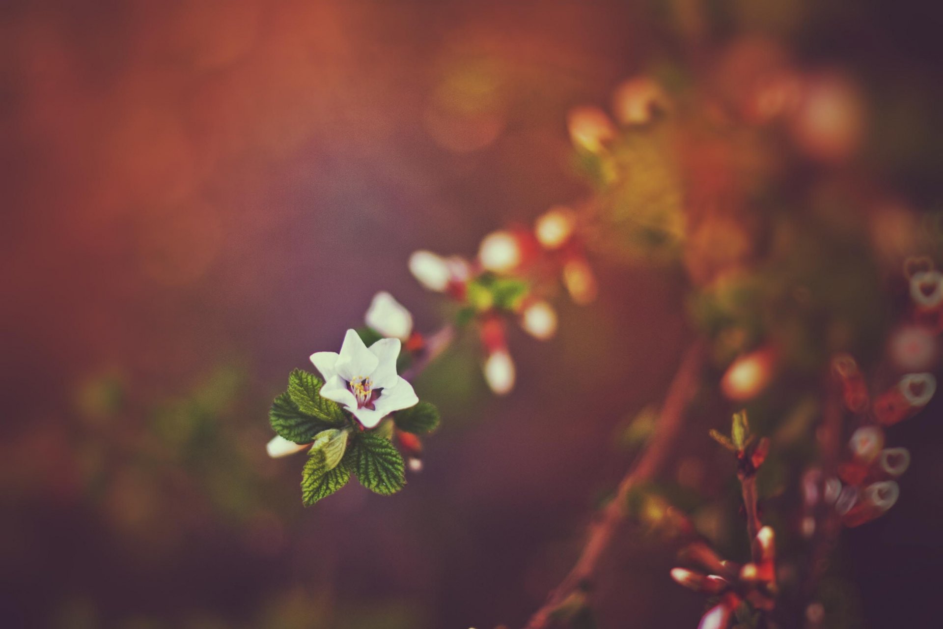 HD PC desktop wallpaper featuring a close-up of a delicate white blossom on a branch, set against a softly blurred, warm-toned natural background.