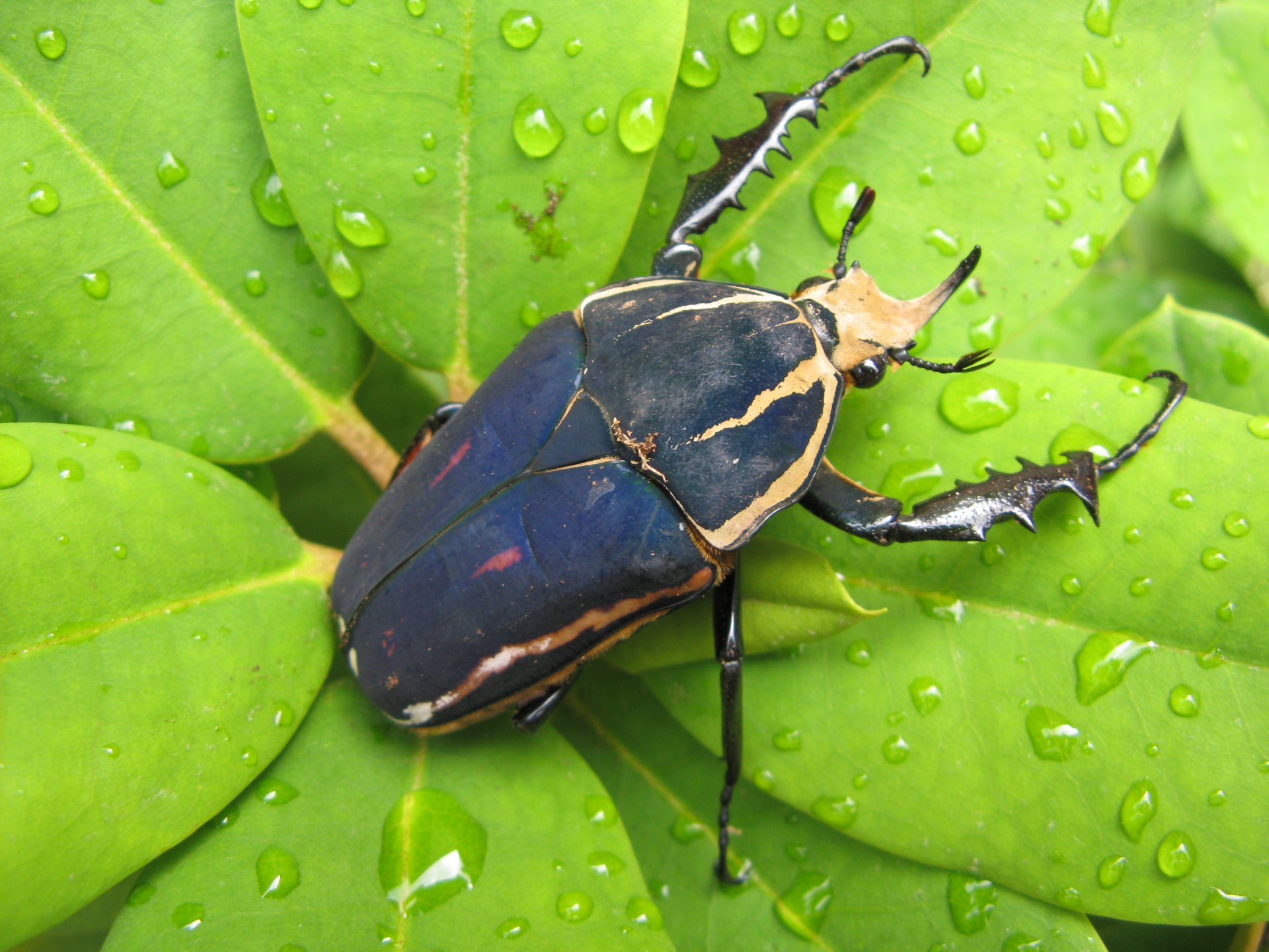 Download Animal Insect HD Wallpaper
