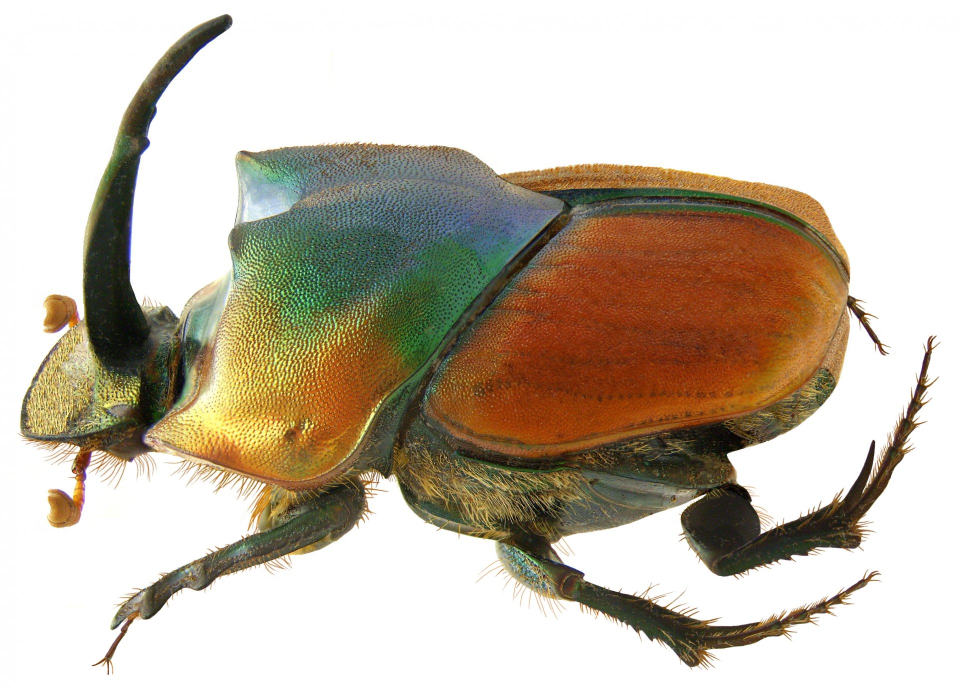 Download Animal Insect HD Wallpaper