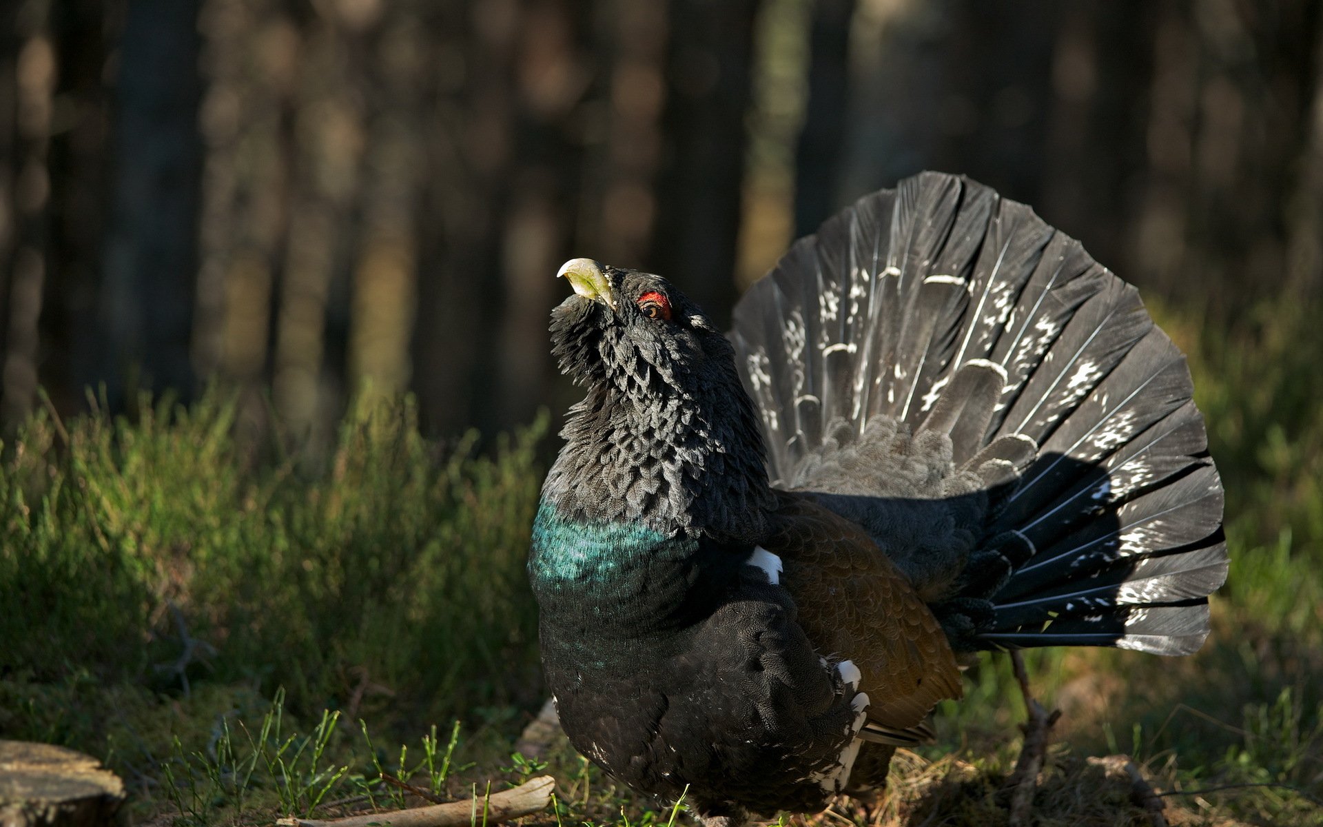 The Western Capercaillie Full HD Wallpaper and Background Image