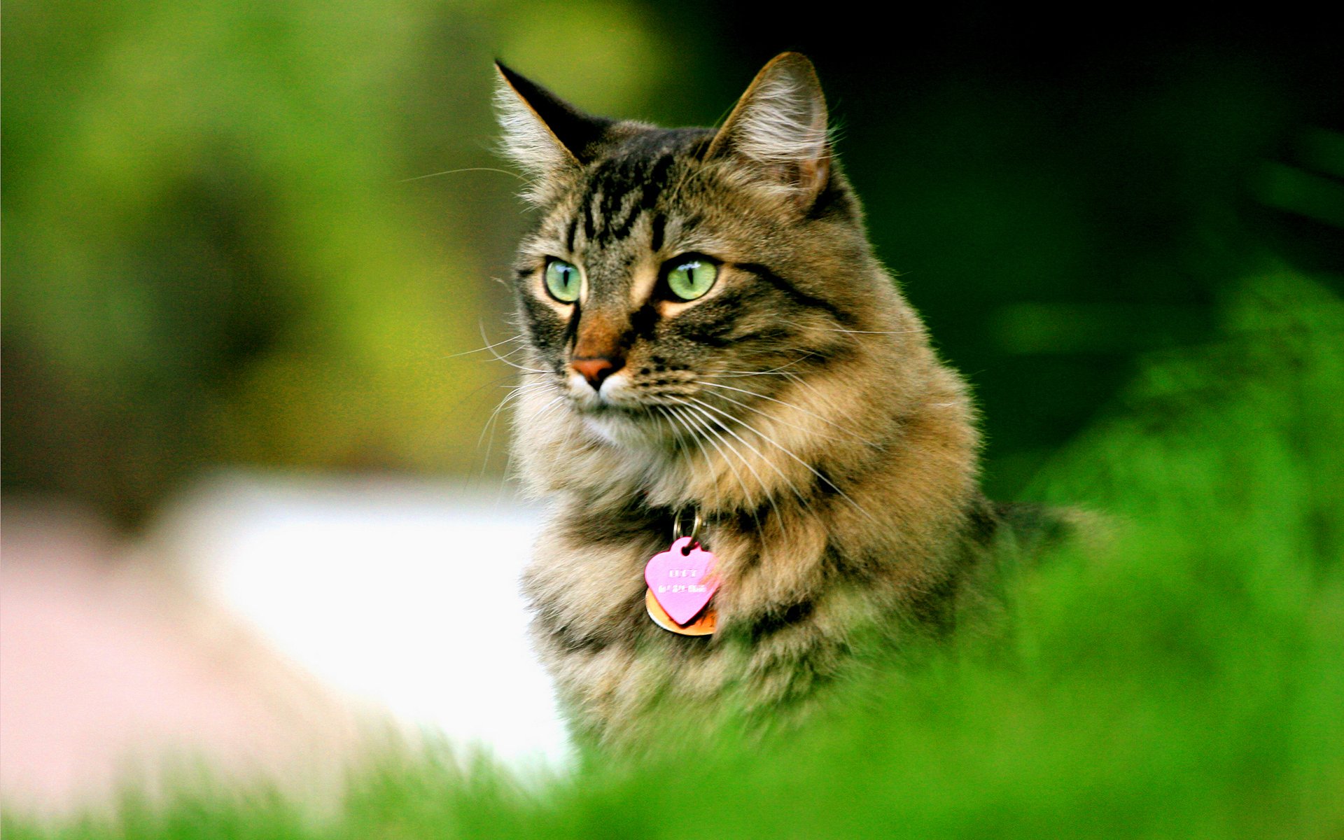 A close-up of a cat with striking green eyes, nestled among lush greenery. This vibrant image serves as a captivating HD PC desktop wallpaper.