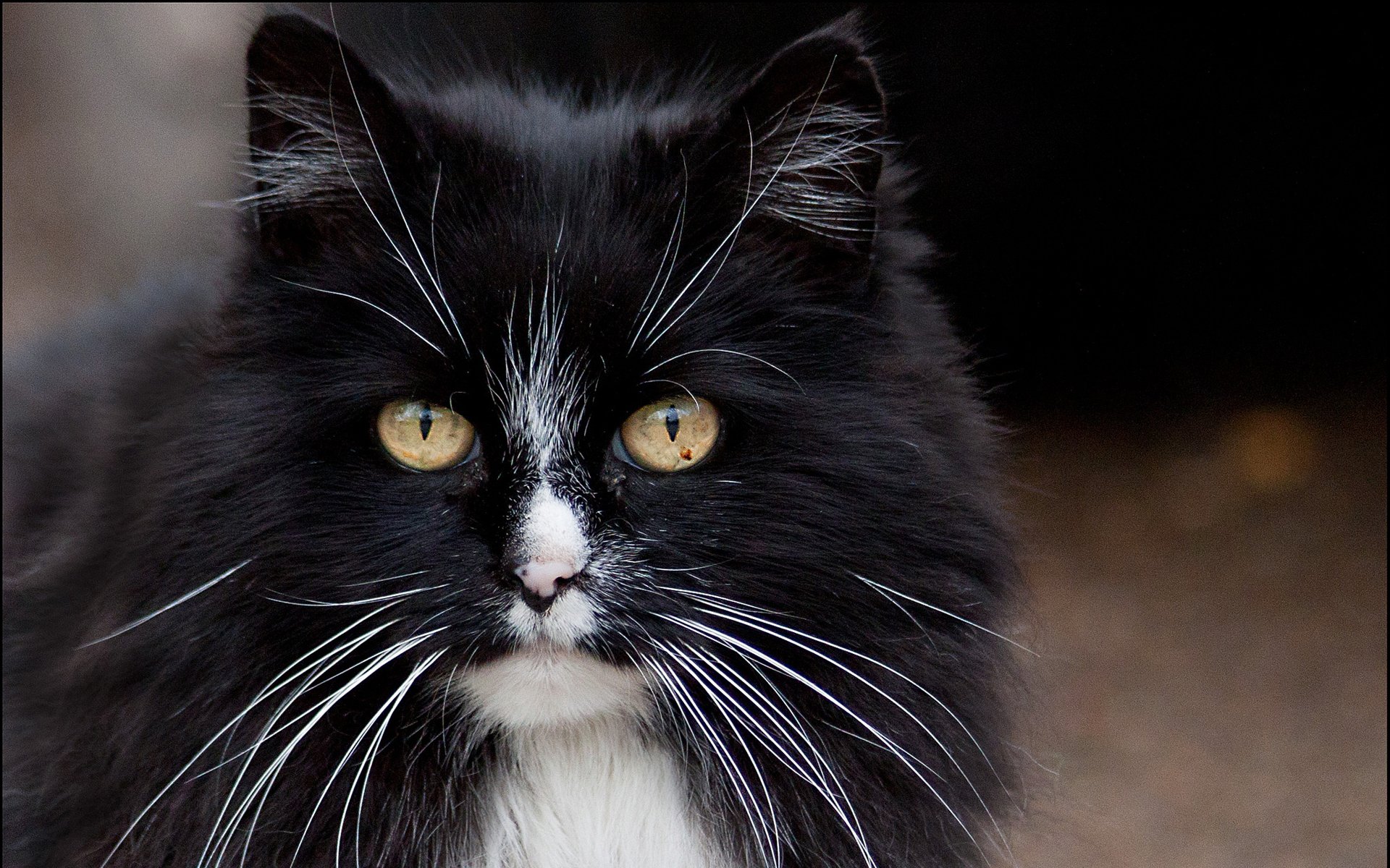 A detailed close-up of a black and white cat, featuring striking golden eyes and distinct whiskers, serves as a captivating HD PC desktop wallpaper and background.