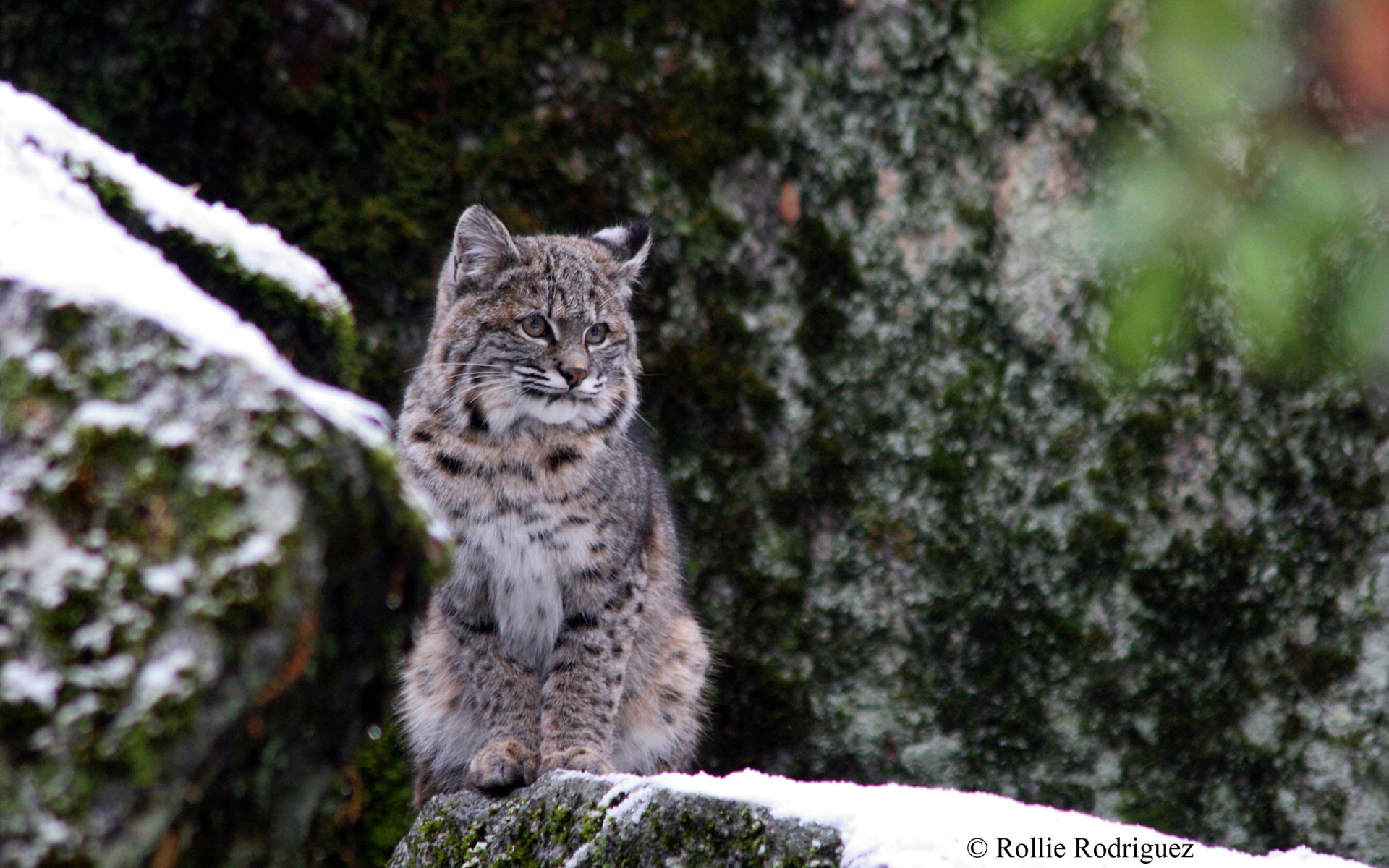 A lynx sits gracefully on a rocky surface, surrounded by snow, showcasing its beautiful spotted fur against a serene natural backdrop. An evocative HD wallpaper for wildlife enthusiasts.