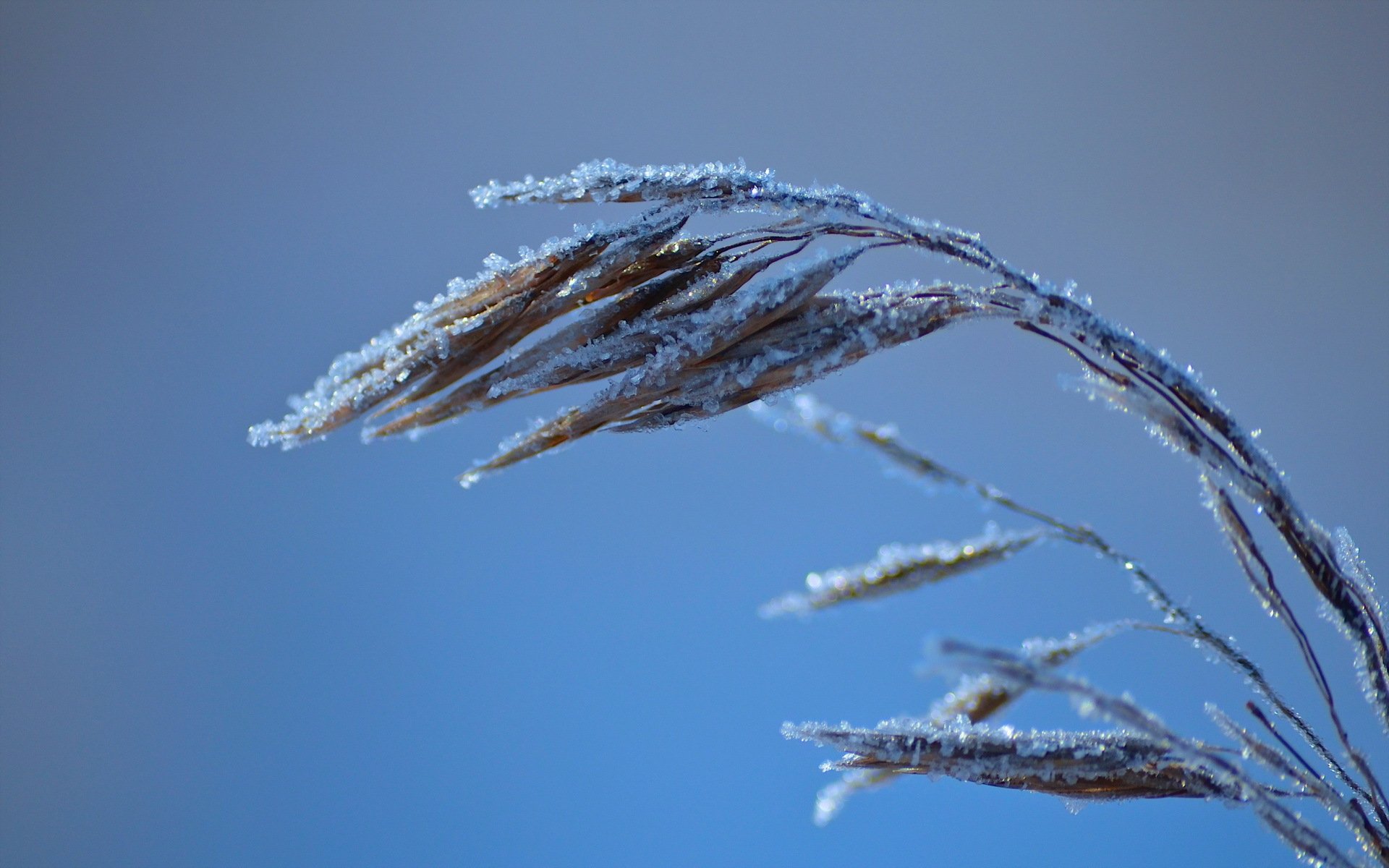 Close-up of frost-covered grass against a soft blue background, captured in HD for a serene nature-themed PC desktop wallpaper.