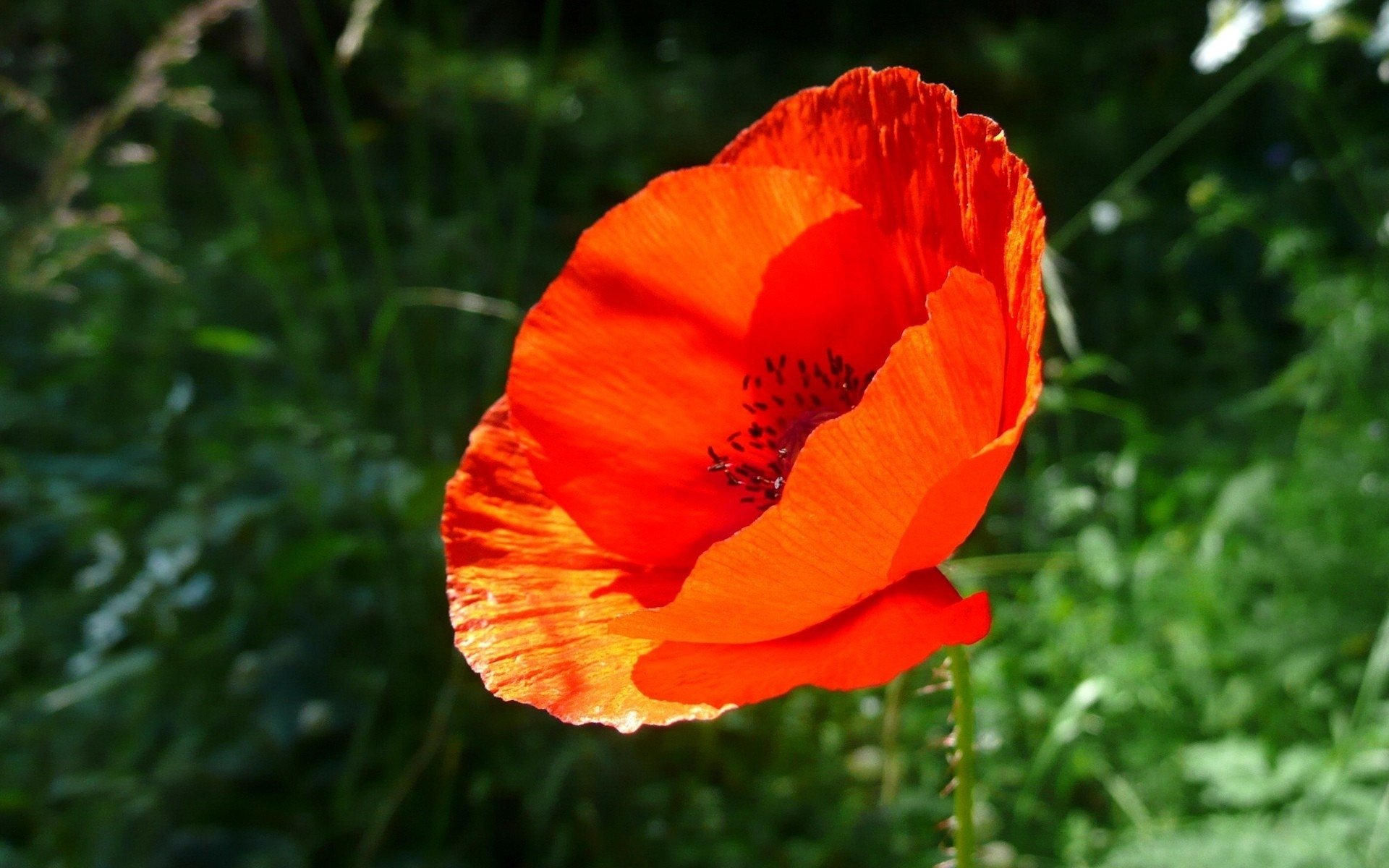 Radiant Poppy in Nature’s Embrace – Stunning HD Wallpaper | 1920x1200 ...