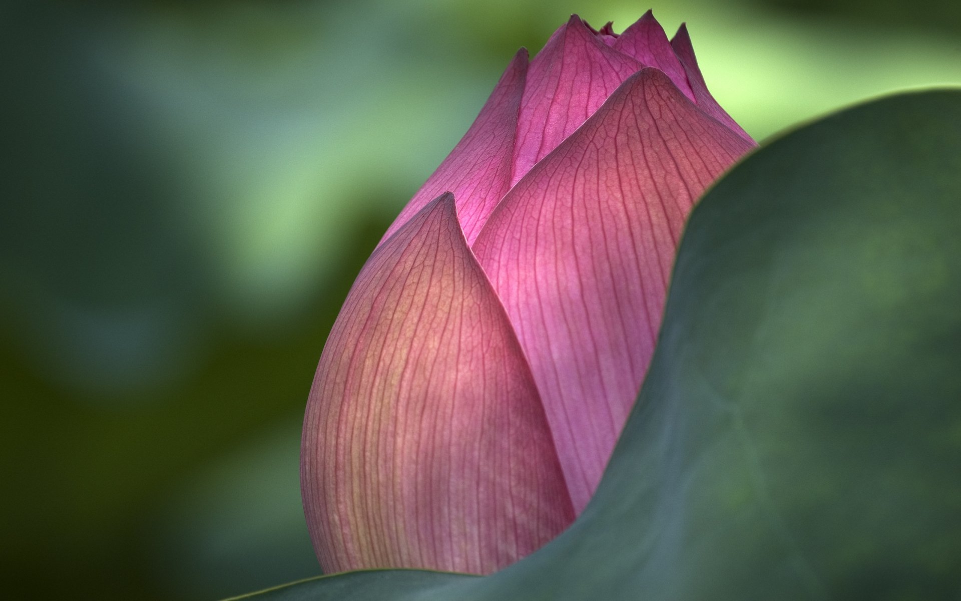 A close-up of a pink lotus flower bud nestled among green leaves, showcasing the delicate textures and vibrant colors of nature. This HD image serves as a captivating desktop wallpaper.