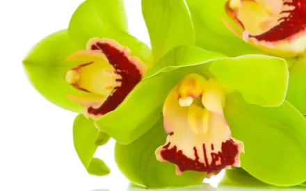 HD desktop wallpaper showcasing vibrant green orchids with detailed petals against a white background, highlighting nature’s intricate beauty.