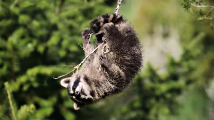 A playful raccoon hangs upside down from a branch, surrounded by lush greenery. This vibrant HD desktop wallpaper captures the charming spirit of wildlife.