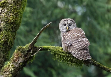 HD PC desktop wallpaper featuring a barred owl perched on a moss-covered tree branch against a blurred green forest background.
