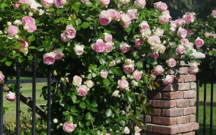 A vibrant display of blooming pink roses cascades over a brick pillar, set against a lush green backdrop, creating a stunning nature-inspired HD wallpaper.