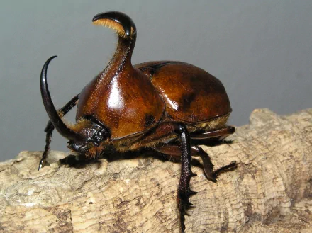 HD PC desktop wallpaper of an animal, a brown rhinoceros beetle (insect) in close-up, perched on textured bark against a neutral gray background.