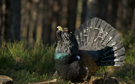HD desktop wallpaper featuring a western capercaillie displaying its fanned tail in a forest setting.