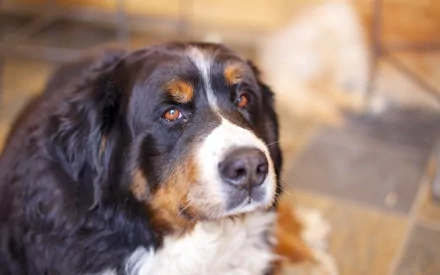 Close-up of a Bernese Mountain Dog with soulful eyes, captured in a high-definition PC desktop wallpaper featuring the sennenhund breed.