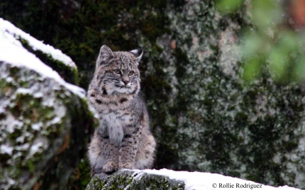 A lynx sits gracefully on a rocky surface, surrounded by snow, showcasing its beautiful spotted fur against a serene natural backdrop. An evocative HD wallpaper for wildlife enthusiasts.