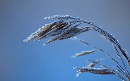Close-up of frost-covered grass against a soft blue background, captured in HD for a serene nature-themed PC desktop wallpaper.