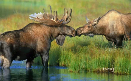 A high-definition desktop wallpaper of two moose interacting near a tranquil body of water, surrounded by lush green grass, captures the beauty of wildlife.