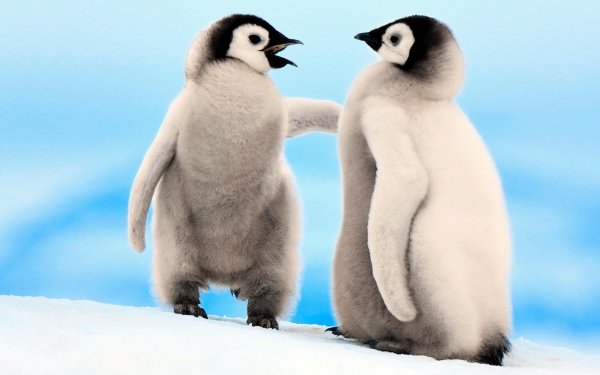 Animal Emperor Penguin Birds Penguins Bird HD Wallpaper | Background Image