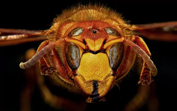 macro Animal wasp HD Desktop Wallpaper | Background Image