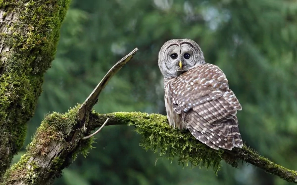 Animal barred owl HD Desktop Wallpaper | Background Image